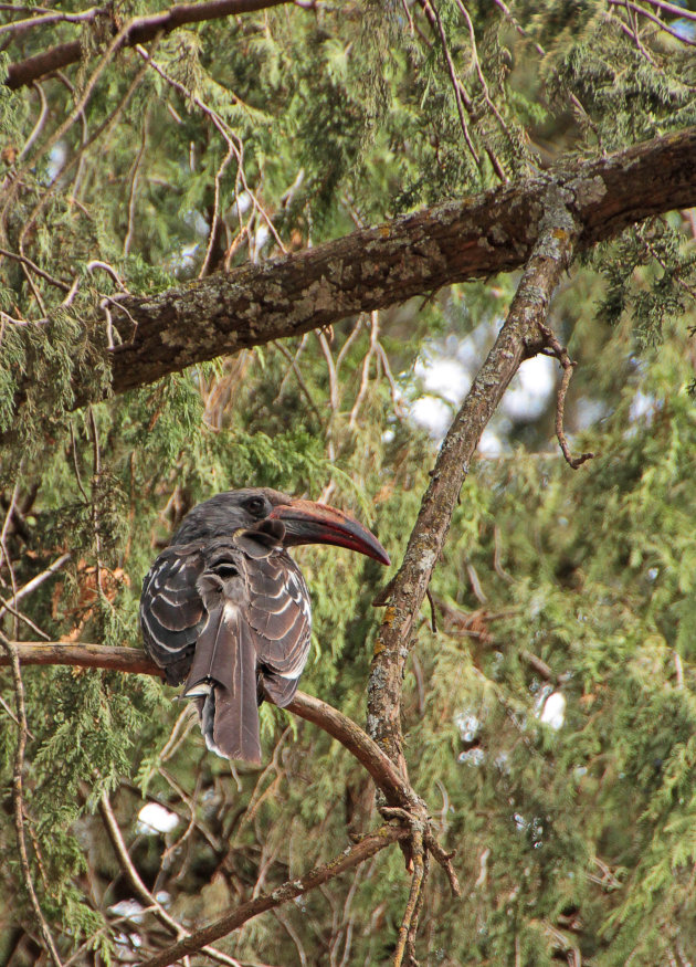 Hemprich's Hornbill