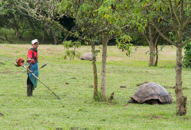 Reuze schildpadden naderen tot 1 meter