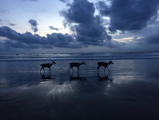 Tripje naar het strand