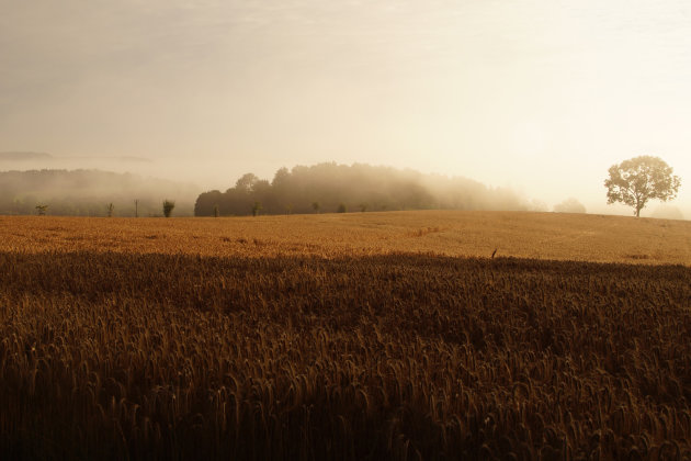 Morgenstond is goud in de mond