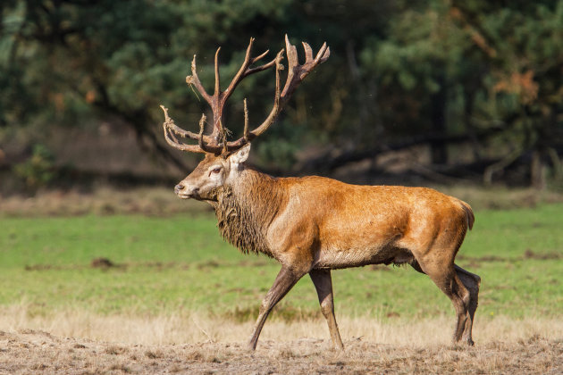 wildspektakel in Nederland