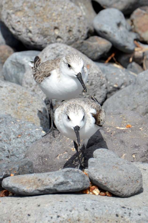 Strandlopertjes