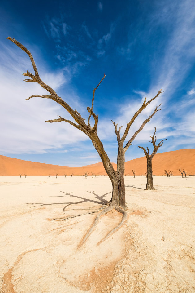 The trees of deadvlei