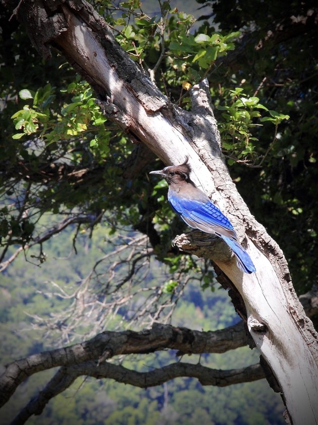 Stellers Jay aka Kuifje