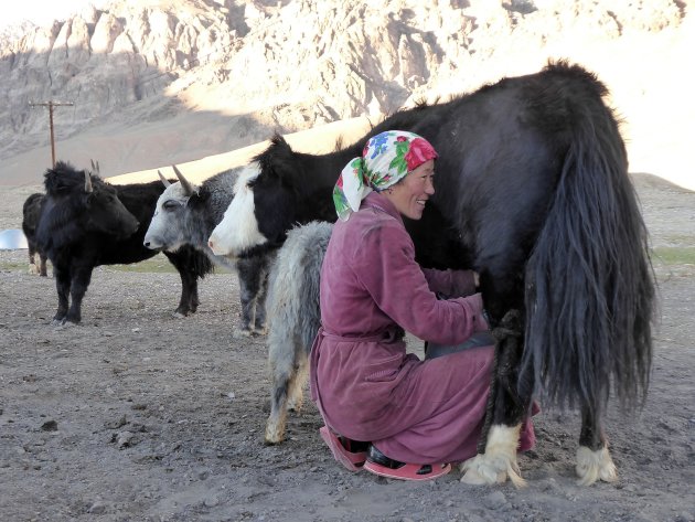 Yak melken