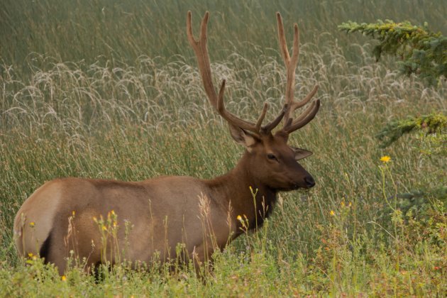 Wapiti