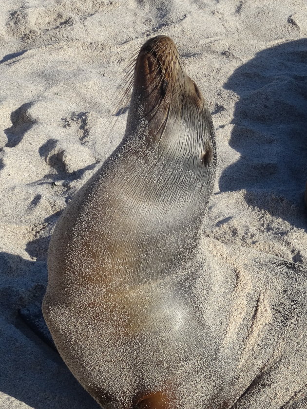 Zeeleeuw in het zand