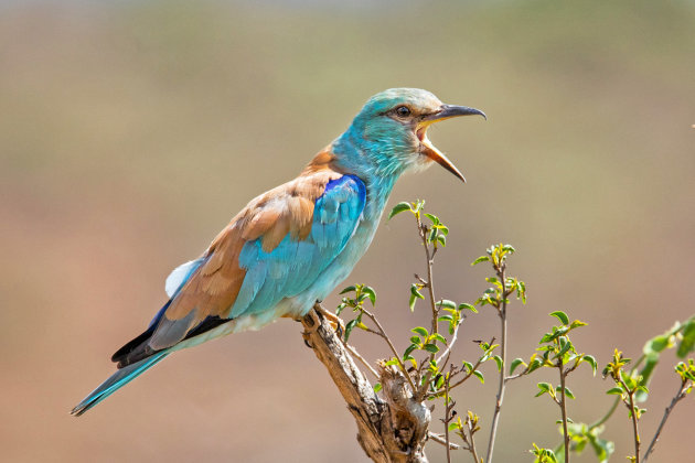 Europese scharrelaar in Sabi Sands