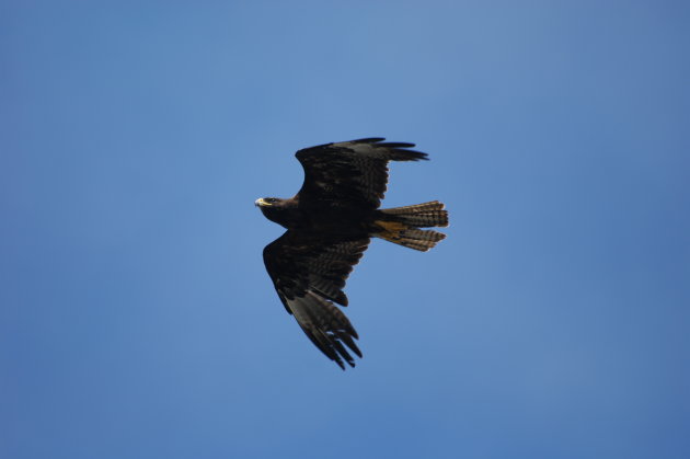 Buteo galapagoensis in vlucht.