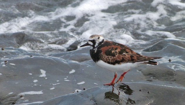 Wandelen langs zee