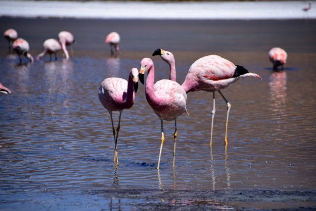 Frozen flamingo kiss 