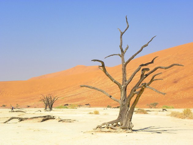 Dead vlei