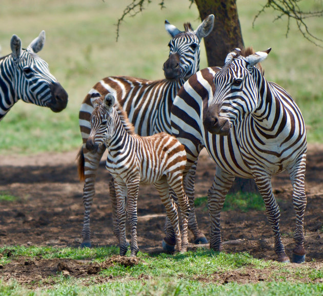 ZebraBaby & familie 