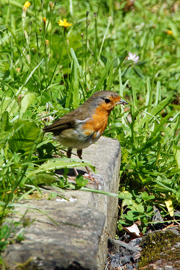 Roodborst