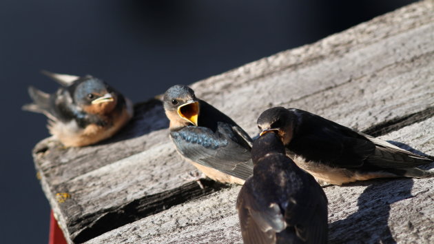 Bird feeding 