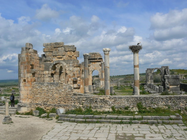 Ooievaars in Volubilis 