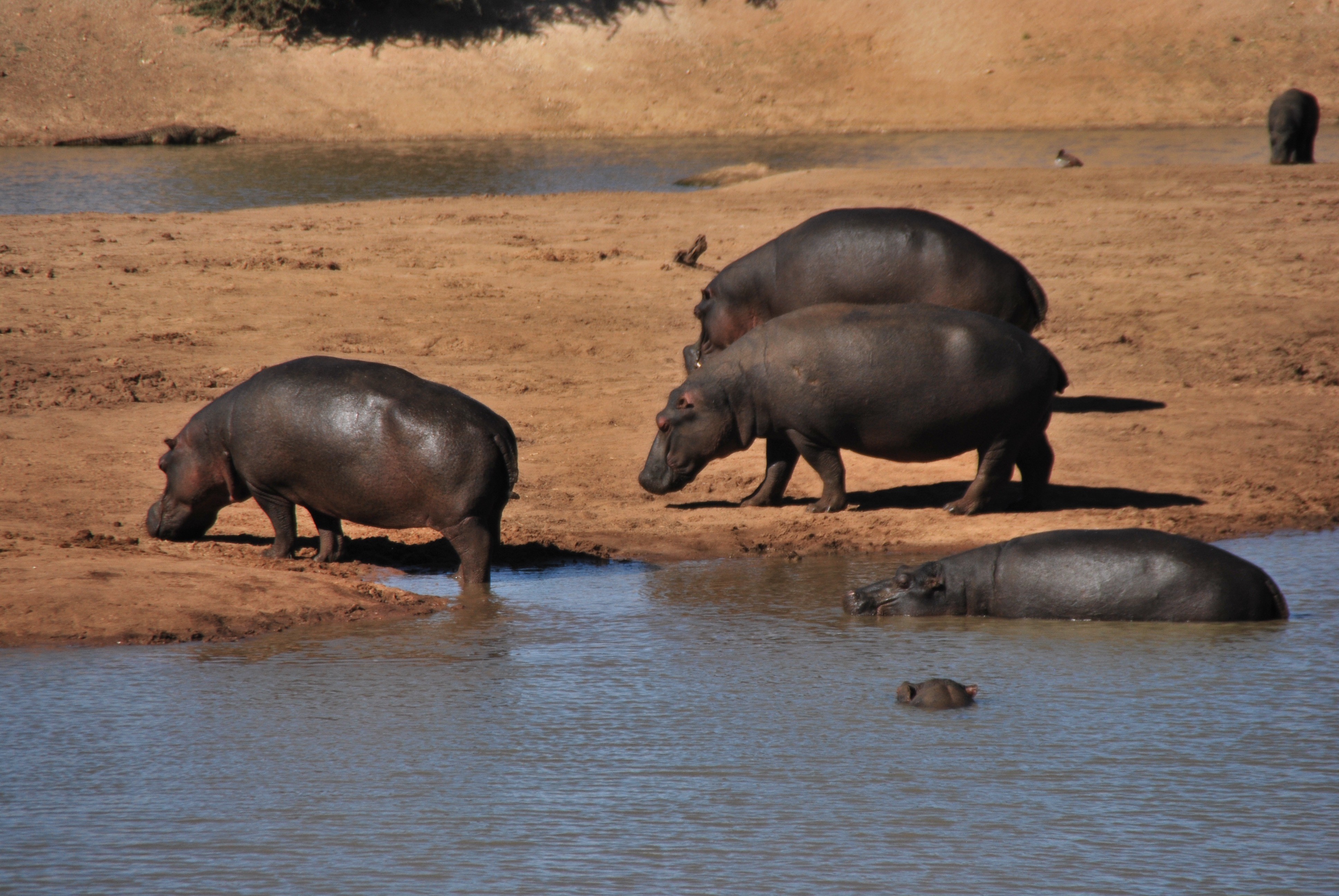 Namibië - Nijlpaarden In Erindi Private Game Reserve | Columbus Travel