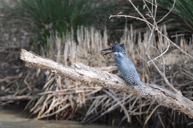 Giant Kingfisher