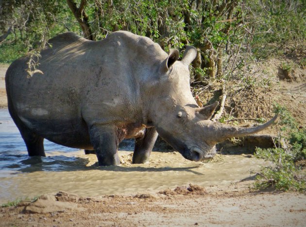 Neushoorn met vogeltje