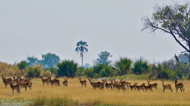 WandelSafari