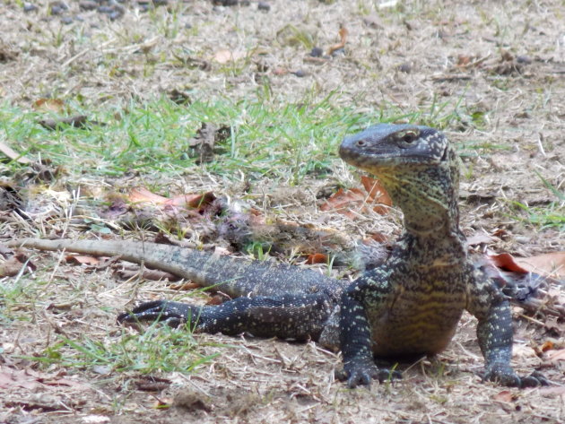 Jonge Komodo varaan