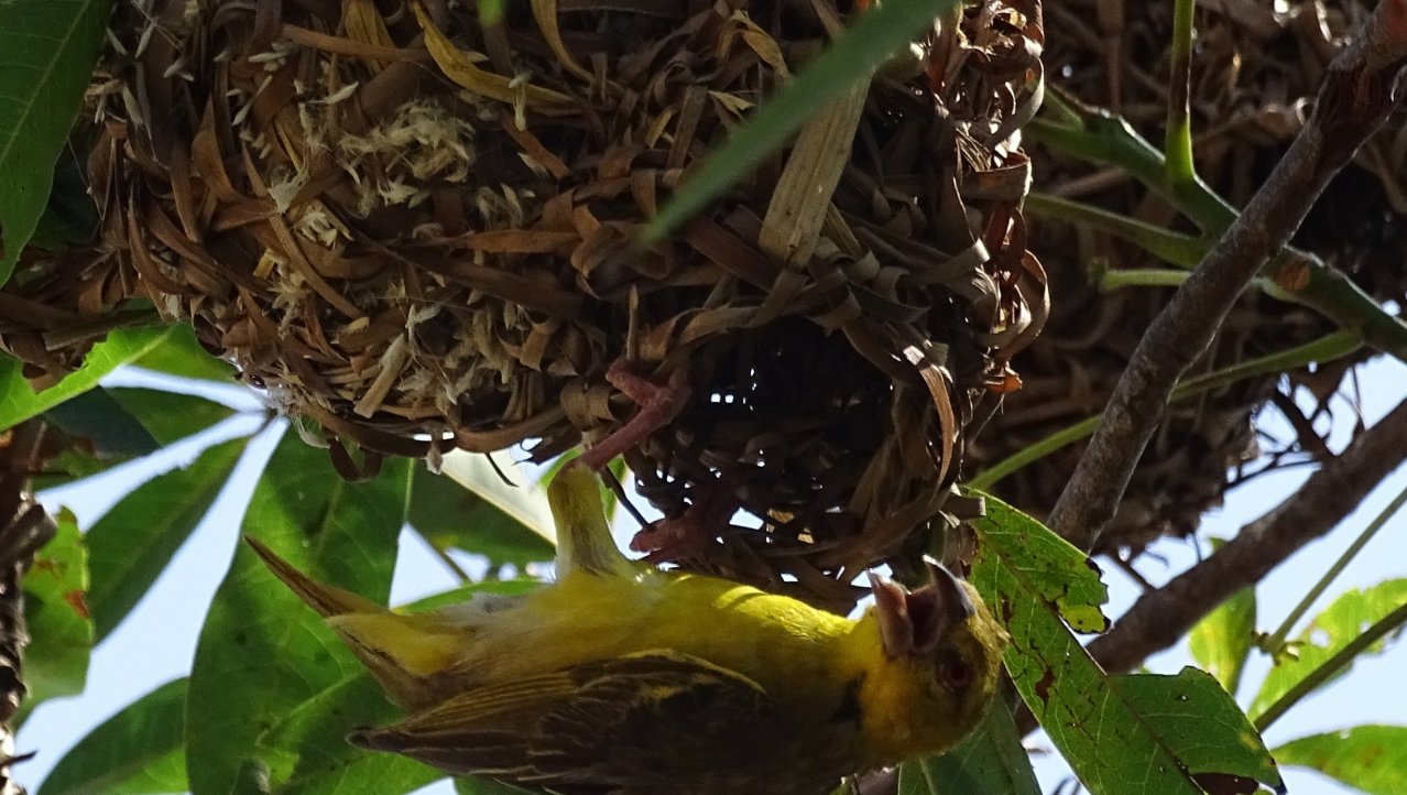 Nest ingang