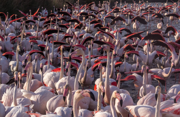 Paniek in de Camargue