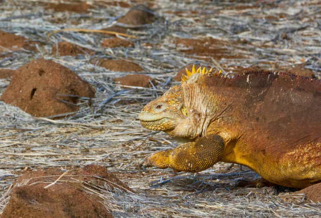 Grote dikke draak aan de wandel