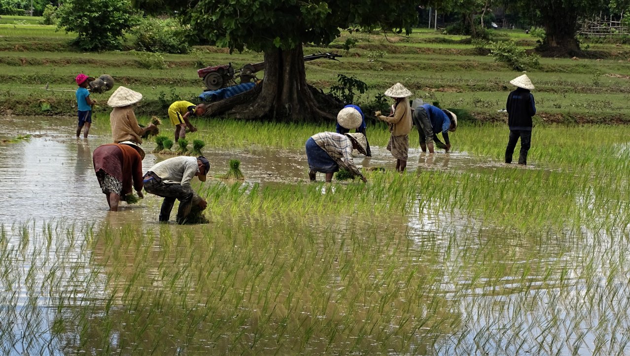 De rijstplanters van Don Det