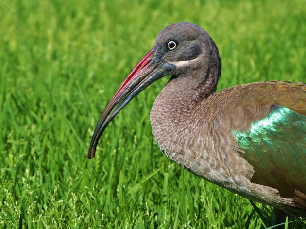 Hadada ibis