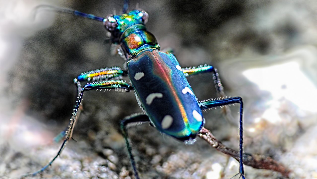 Colourful beetle