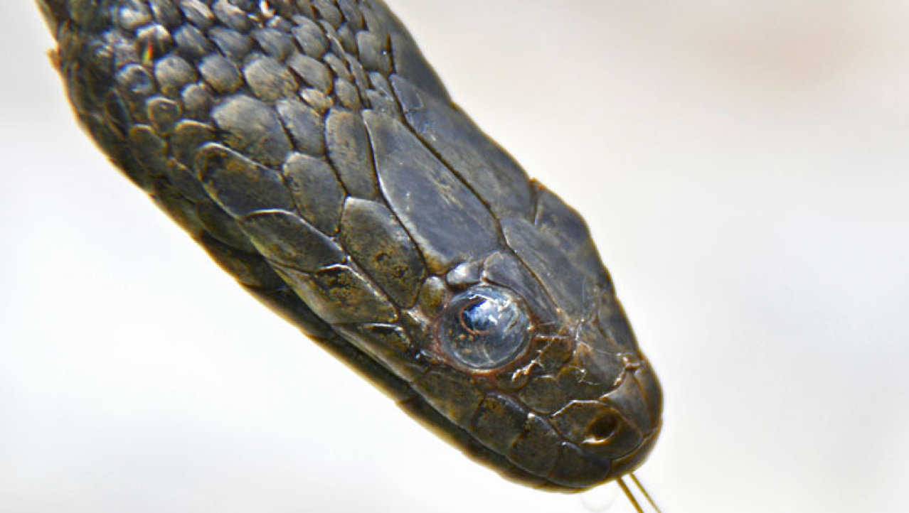 Een slang bij het Prespa meer