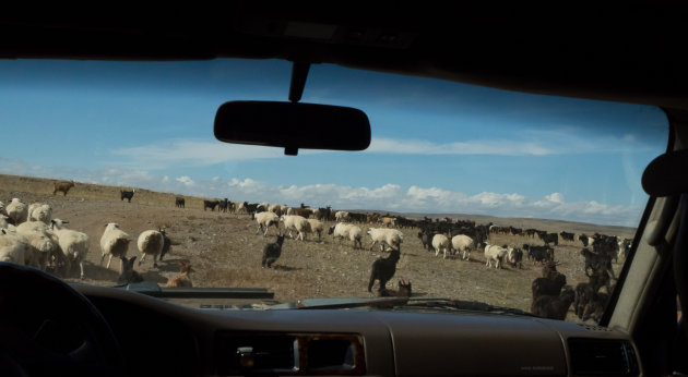 File rijden in Mongolië doe je zo