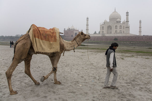 Kameel en Taj Mahal