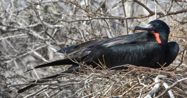 Fregatvogel op nest 