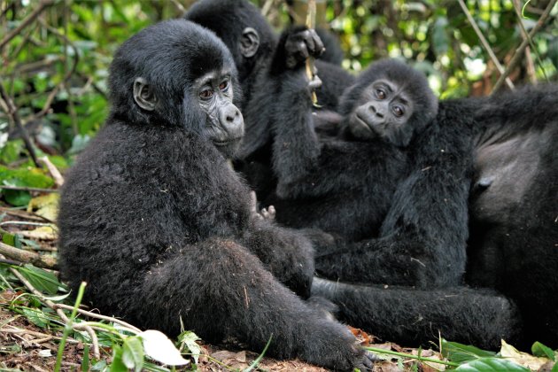 gevonden: gorilla's in Bwindi
