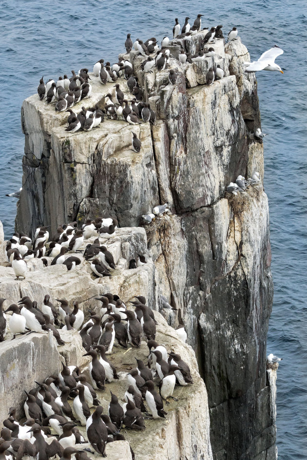 Woningnood op de Farne eilanden