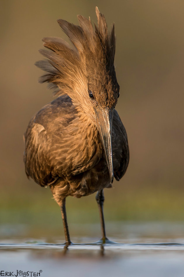 Hamerkop