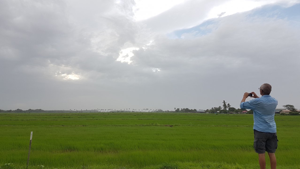 Eindeloze rijstvelden in Nickerie