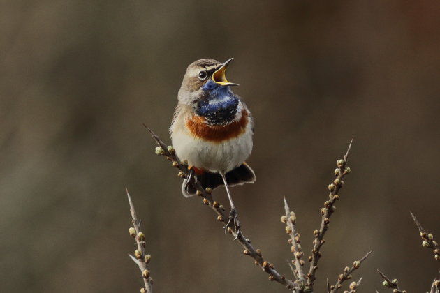 Zangvogel op Texel