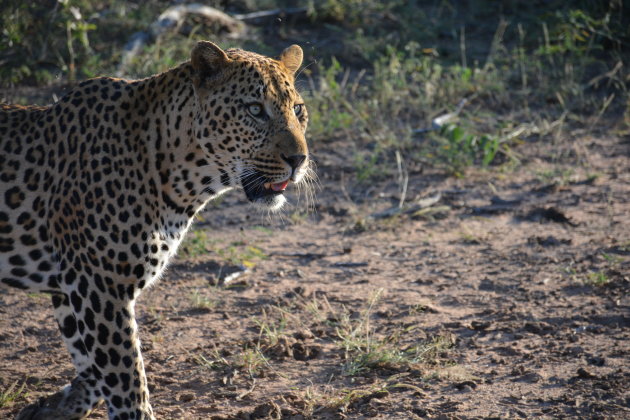 Luipaard in Kruger