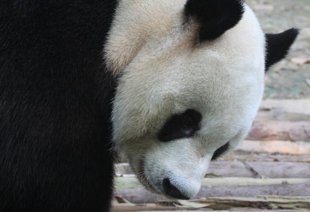 Panda in Chengdu