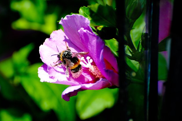 Lunch van een hommel