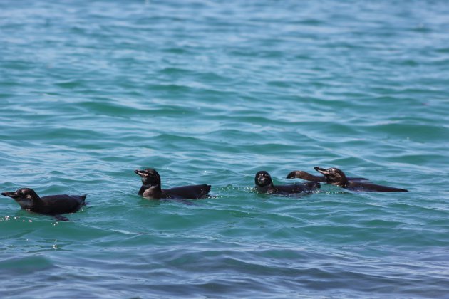 Is het een boot, is het een eend? Nee het is de Galapagospinguïn