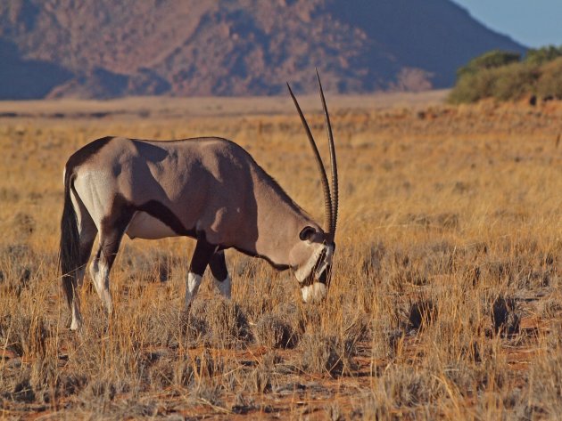Oryx bij Deadvlei Namibië