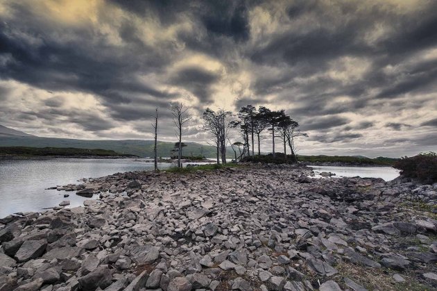 The Mystic Trees of Loch Assynth