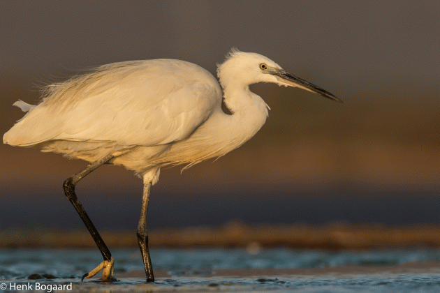 kleine zilverreiger - past net