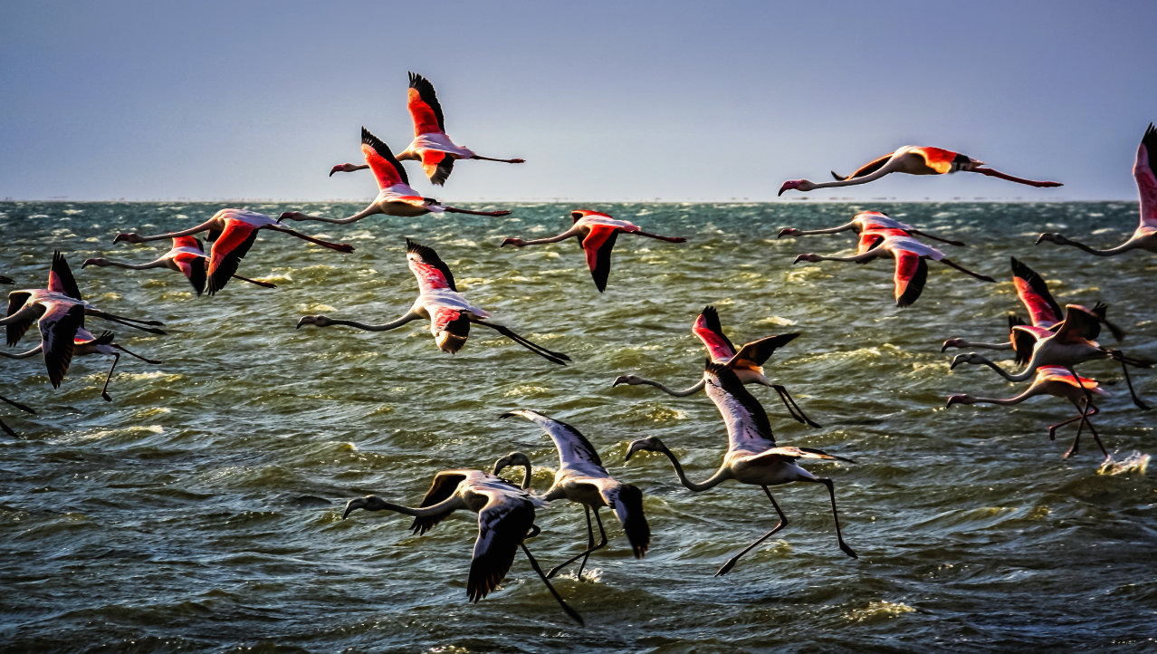 Flying flamingo's 