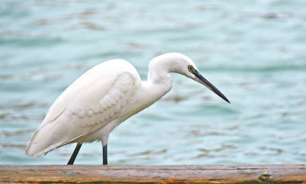 De zilverreiger in Murano