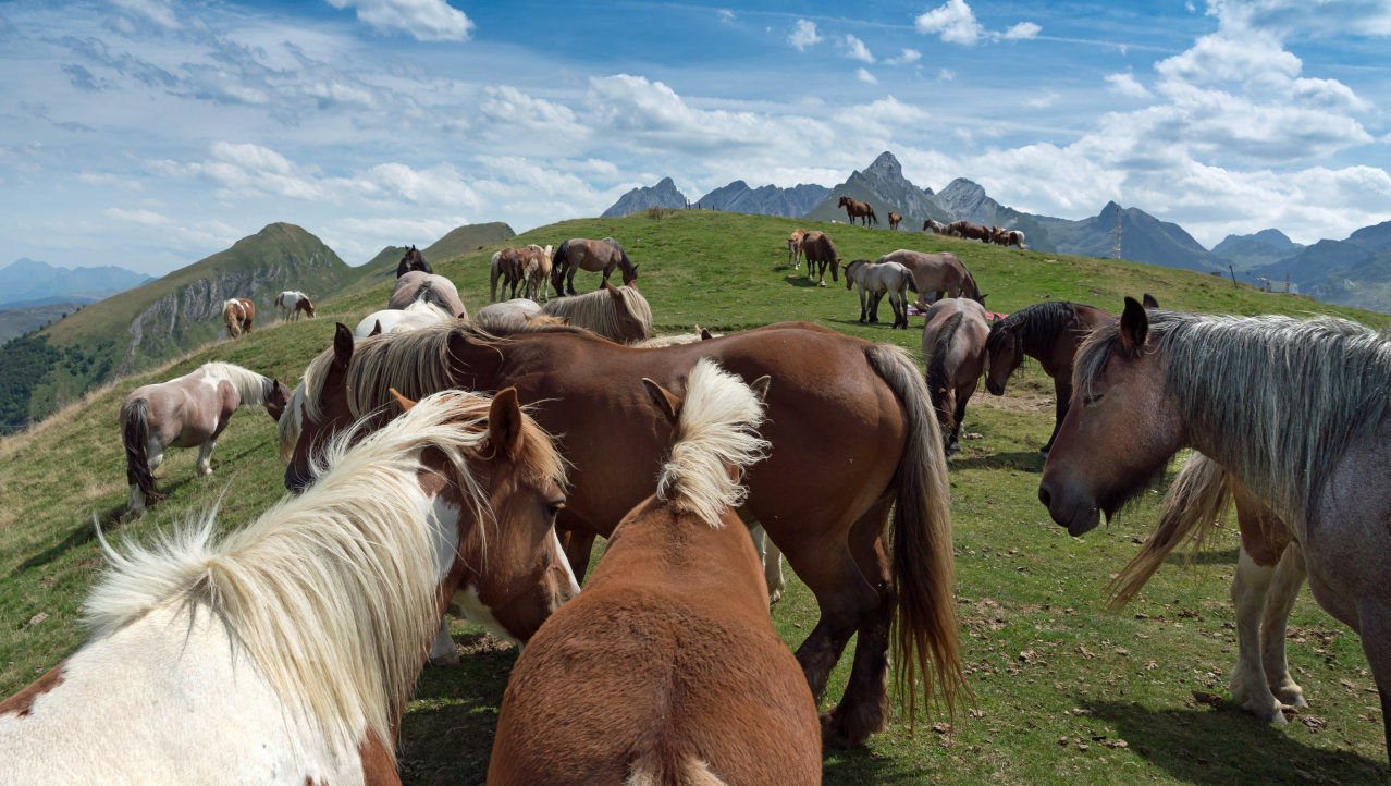 Vrije paarden in de Pyreneeën